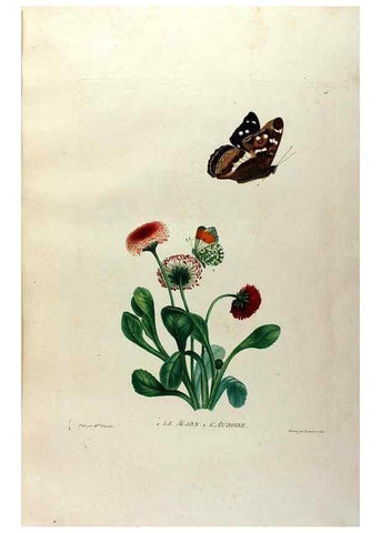 Reproducción/Reproduction 24812966876: Études de fleurs et de fruits :. Paris :Chez Bance aîné, Md. d'Etampes,[1820?]