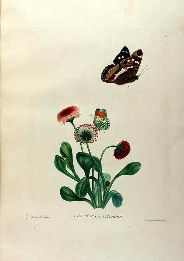 Reproducción/Reproduction 24812966876: Études de fleurs et de fruits :. Paris :Chez Bance aîné, Md. d'Etampes,[1820?]