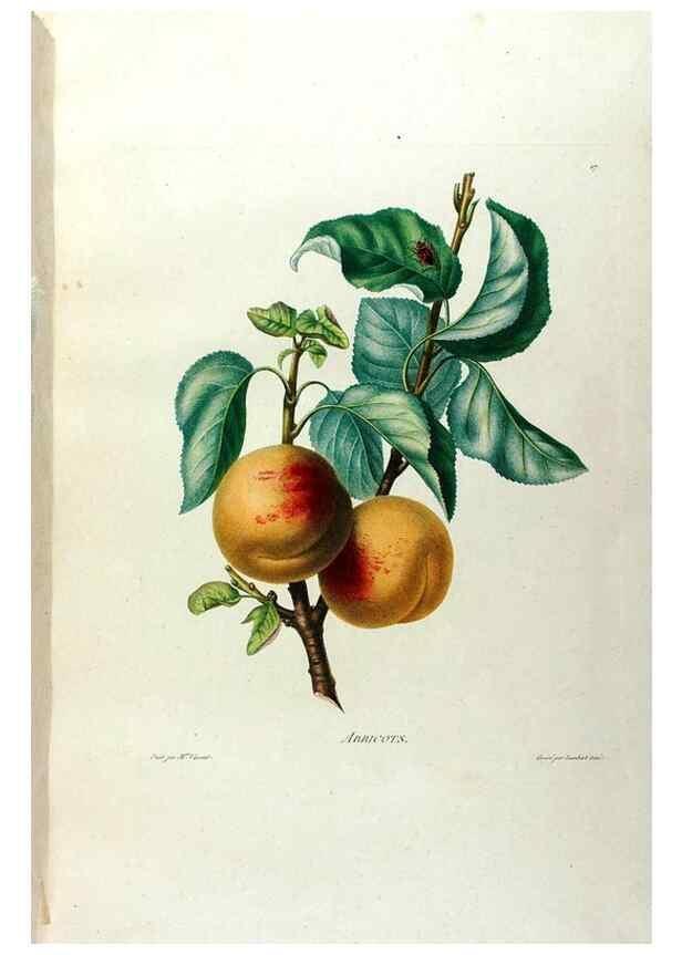 Reproducción/Reproduction 24812971836: Études de fleurs et de fruits :. Paris :Chez Bance aîné, Md. d'Etampes,[1820?]