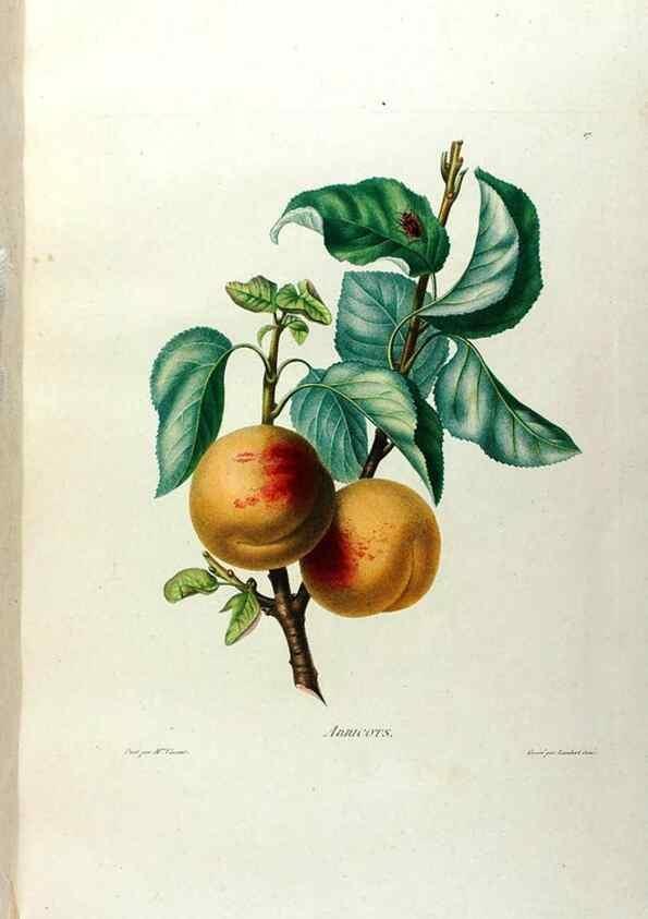 Reproducción/Reproduction 24812971836: Études de fleurs et de fruits :. Paris :Chez Bance aîné, Md. d'Etampes,[1820?]