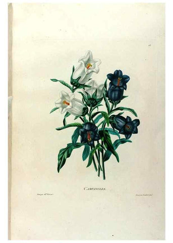 Reproducción/Reproduction 24471616509: Études de fleurs et de fruits :. Paris :Chez Bance aîné, Md. d'Etampes,[1820?]