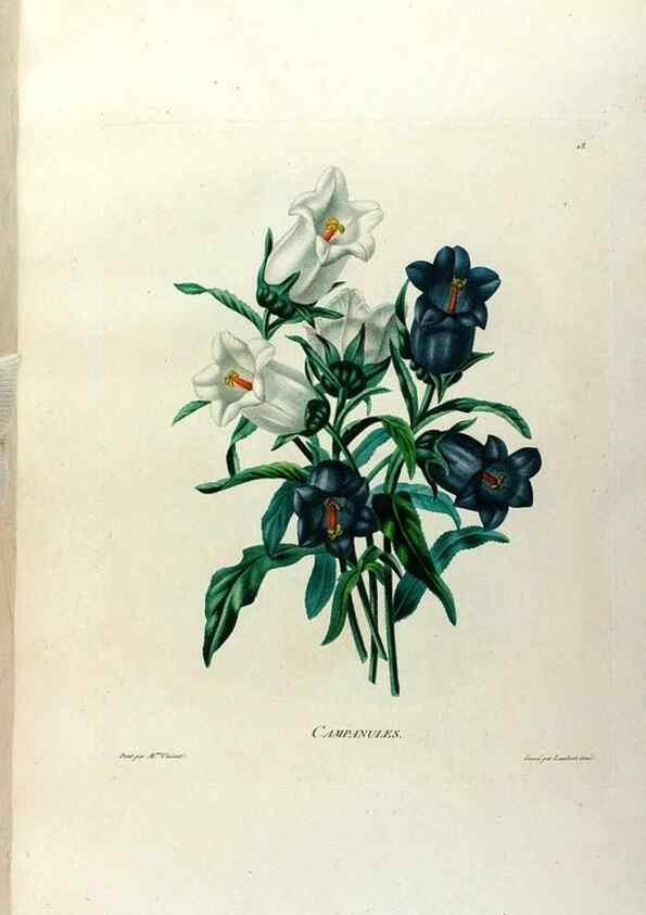 Reproducción/Reproduction 24471616509: Études de fleurs et de fruits :. Paris :Chez Bance aîné, Md. d'Etampes,[1820?]