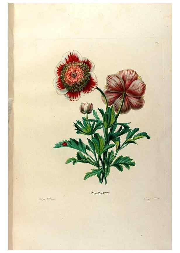 Reproducción/Reproduction 24745783211: Études de fleurs et de fruits :. Paris :Chez Bance aîné, Md. d'Etampes,[1820?]
