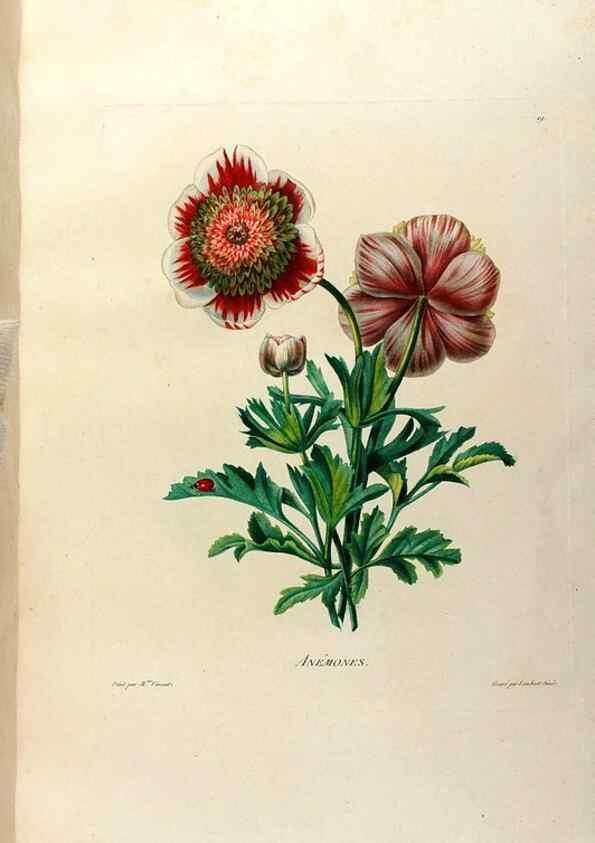 Reproducción/Reproduction 24745783211: Études de fleurs et de fruits :. Paris :Chez Bance aîné, Md. d'Etampes,[1820?]