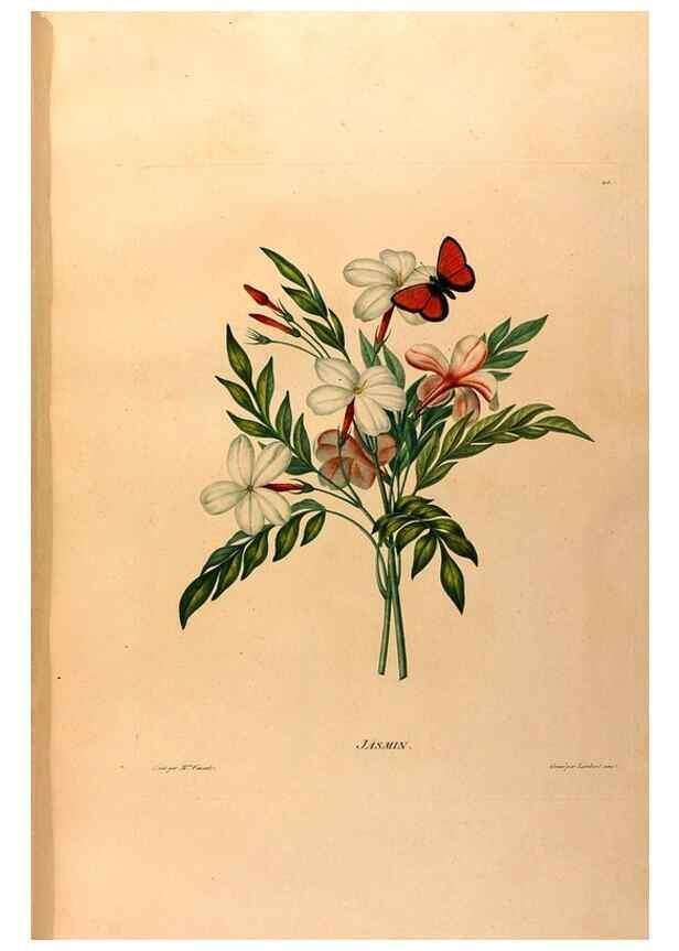 Reproducción/Reproduction 24543737690: Études de fleurs et de fruits :. Paris :Chez Bance aîné, Md. d'Etampes,[1820?]