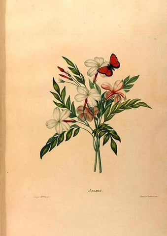 Reproducción/Reproduction 24543737690: Études de fleurs et de fruits :. Paris :Chez Bance aîné, Md. d'Etampes,[1820?]