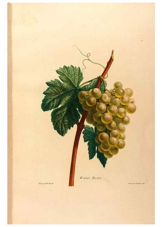 Reproducción/Reproduction 24212392343: Études de fleurs et de fruits :. Paris :Chez Bance aîné, Md. d'Etampes,[1820?]