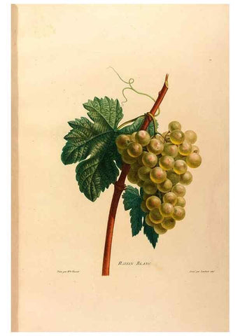 Reproducción/Reproduction 24212392343: Études de fleurs et de fruits :. Paris :Chez Bance aîné, Md. d'Etampes,[1820?]