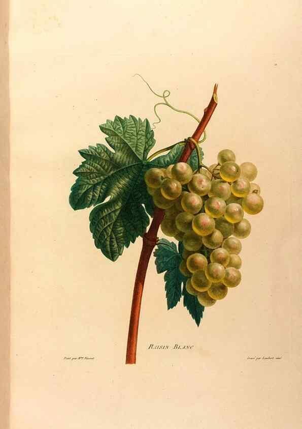 Reproducción/Reproduction 24212392343: Études de fleurs et de fruits :. Paris :Chez Bance aîné, Md. d'Etampes,[1820?]