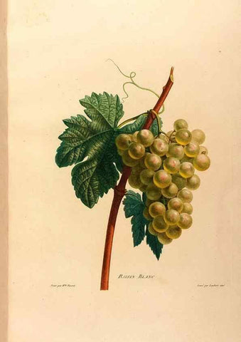 Reproducción/Reproduction 24212392343: Études de fleurs et de fruits :. Paris :Chez Bance aîné, Md. d'Etampes,[1820?]