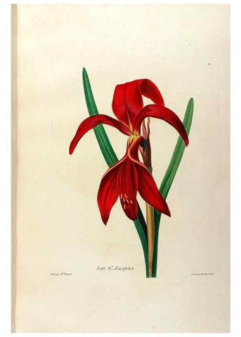Reproducción/Reproduction 24471631019: Études de fleurs et de fruits :. Paris :Chez Bance aîné, Md. d'Etampes,[1820?]