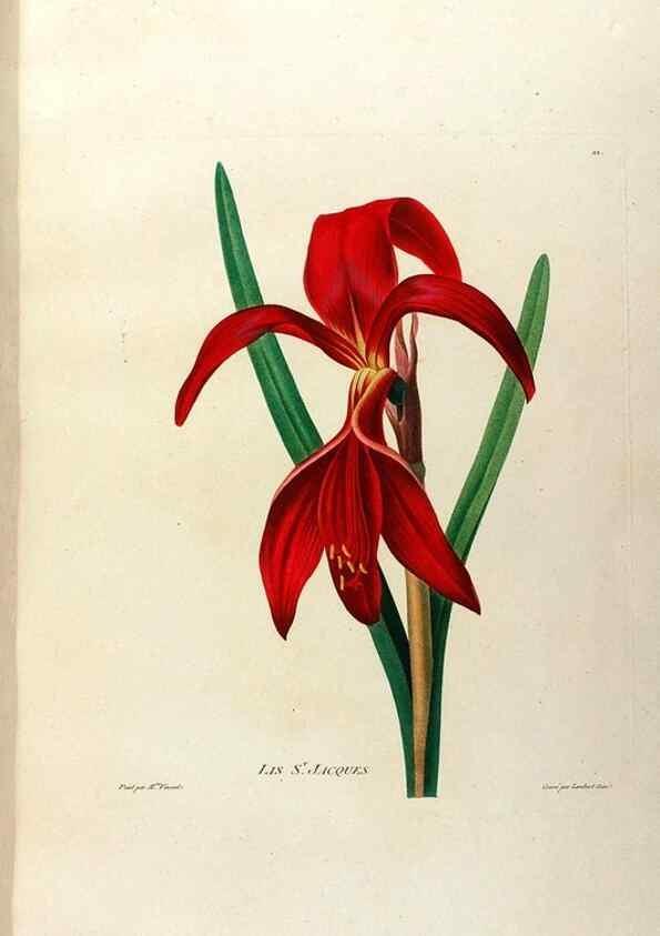 Reproducción/Reproduction 24471631019: Études de fleurs et de fruits :. Paris :Chez Bance aîné, Md. d'Etampes,[1820?]