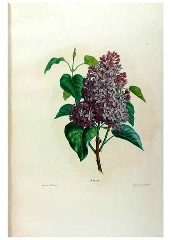 Reproducción/Reproduction 24211073704: Études de fleurs et de fruits :. Paris :Chez Bance aîné, Md. d'Etampes,[1820?]