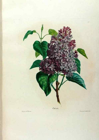 Reproducción/Reproduction 24211073704: Études de fleurs et de fruits :. Paris :Chez Bance aîné, Md. d'Etampes,[1820?]