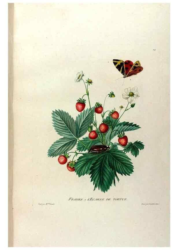 Reproducción/Reproduction 24211076984: Études de fleurs et de fruits :. Paris :Chez Bance aîné, Md. d'Etampes,[1820?]