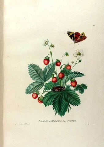 Reproducción/Reproduction 24211076984: Études de fleurs et de fruits :. Paris :Chez Bance aîné, Md. d'Etampes,[1820?]