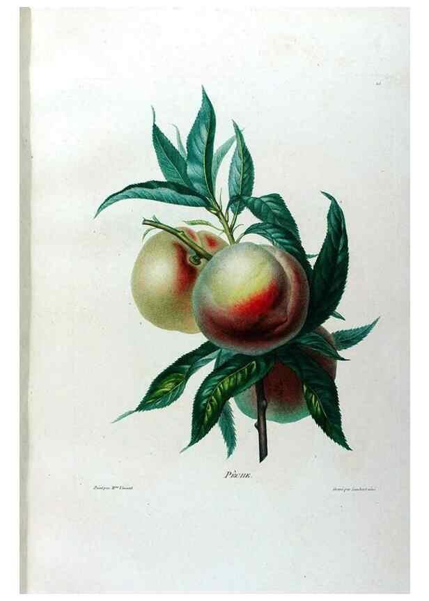 Reproducción/Reproduction 24211079814: Études de fleurs et de fruits :. Paris :Chez Bance aîné, Md. d'Etampes,[1820?]