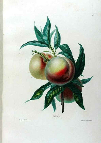 Reproducción/Reproduction 24211079814: Études de fleurs et de fruits :. Paris :Chez Bance aîné, Md. d'Etampes,[1820?]