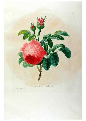 Reproducción/Reproduction 24471586659: Études de fleurs et de fruits :. Paris :Chez Bance aîné, Md. d'Etampes,[1820?]