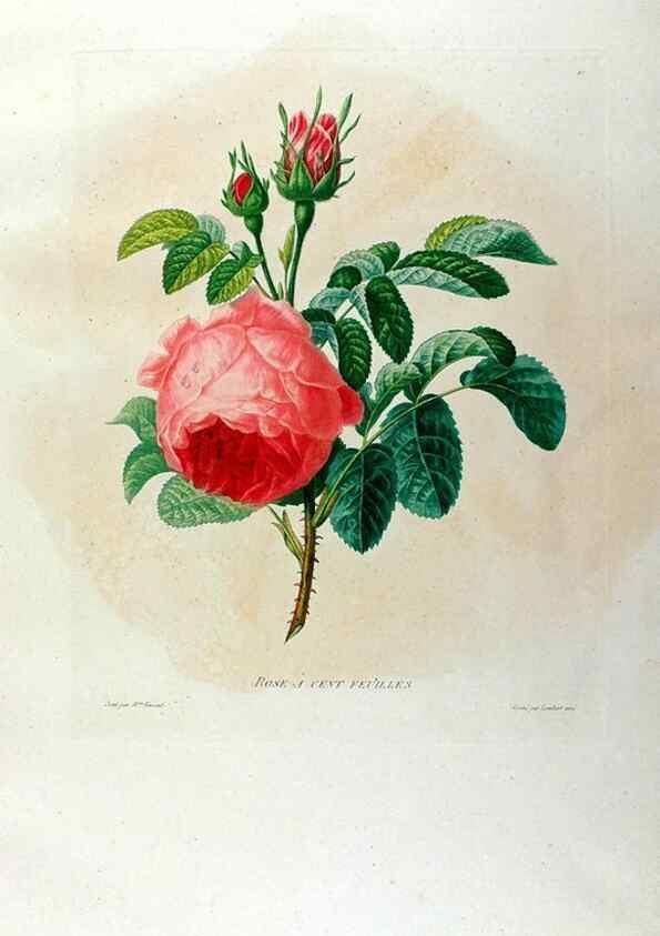 Reproducción/Reproduction 24471586659: Études de fleurs et de fruits :. Paris :Chez Bance aîné, Md. d'Etampes,[1820?]