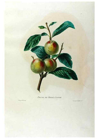 Reproducción/Reproduction 24812941366: Études de fleurs et de fruits :. Paris :Chez Bance aîné, Md. d'Etampes,[1820?]