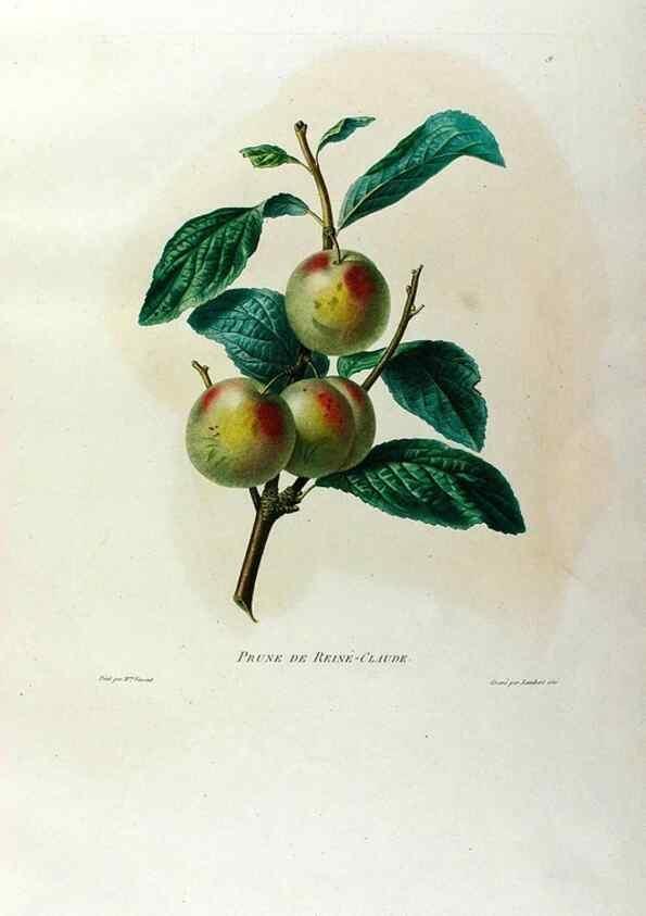 Reproducción/Reproduction 24812941366: Études de fleurs et de fruits :. Paris :Chez Bance aîné, Md. d'Etampes,[1820?]