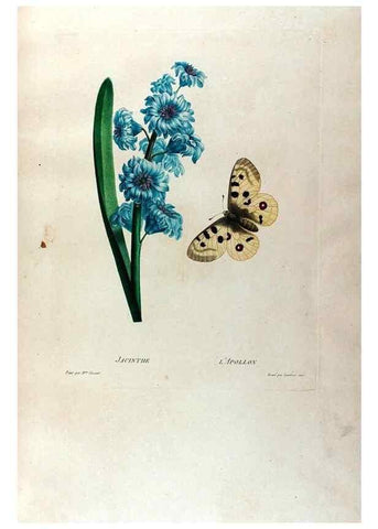Reproducción/Reproduction 24745744271: Études de fleurs et de fruits :. Paris :Chez Bance aîné, Md. d'Etampes,[1820?]