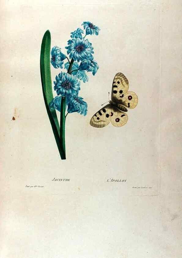 Reproducción/Reproduction 24745744271: Études de fleurs et de fruits :. Paris :Chez Bance aîné, Md. d'Etampes,[1820?]