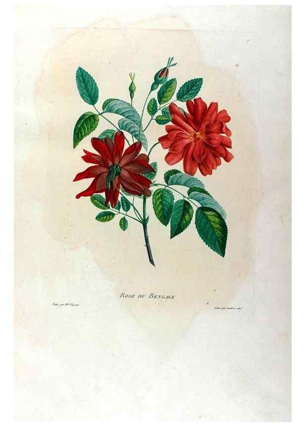 Reproducción/Reproduction 24745741051: Études de fleurs et de fruits :. Paris :Chez Bance aîné, Md. d'Etampes,[1820?]