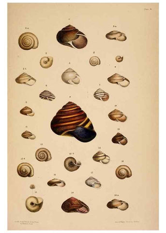 Reproducción/Reproduction 24745491841: A monograph of Australian land shells,. Sydney,W. Maddock; [etc., etc.]1868.