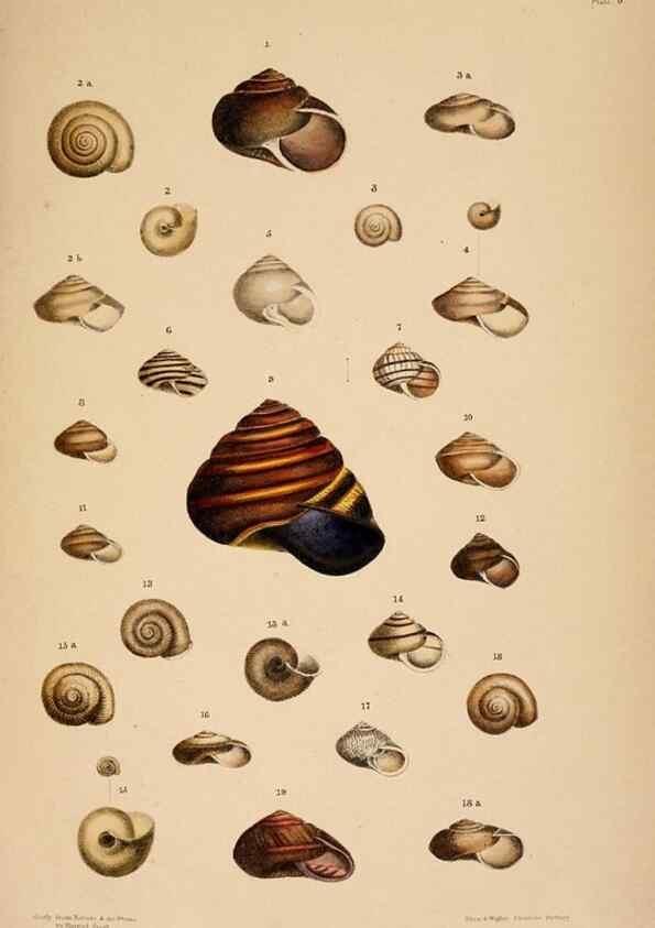 Reproducción/Reproduction 24745491841: A monograph of Australian land shells,. Sydney,W. Maddock; [etc., etc.]1868.
