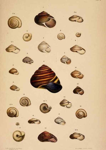 Reproducción/Reproduction 24745491841: A monograph of Australian land shells,. Sydney,W. Maddock; [etc., etc.]1868.
