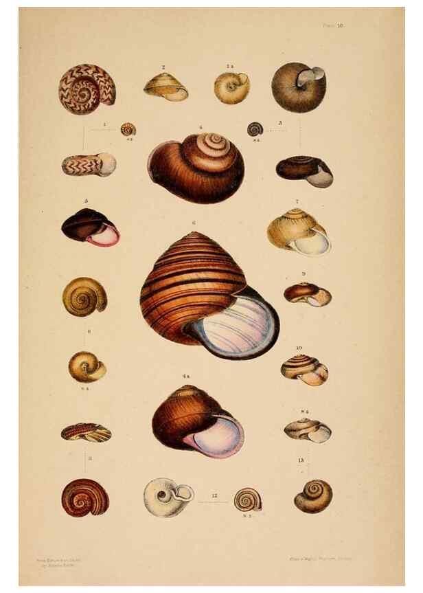 Reproducción/Reproduction 24212102443: A monograph of Australian land shells,. Sydney,W. Maddock; [etc., etc.]1868.