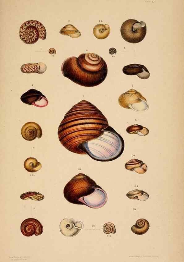 Reproducción/Reproduction 24212102443: A monograph of Australian land shells,. Sydney,W. Maddock; [etc., etc.]1868.