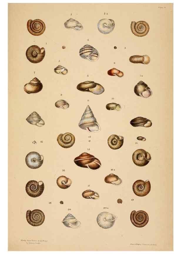 Reproducción/Reproduction 24812693036: A monograph of Australian land shells,. Sydney,W. Maddock; [etc., etc.]1868.
