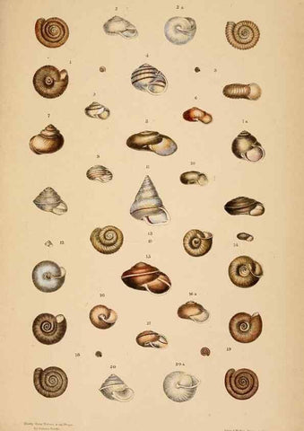 Reproducción/Reproduction 24812693036: A monograph of Australian land shells,. Sydney,W. Maddock; [etc., etc.]1868.