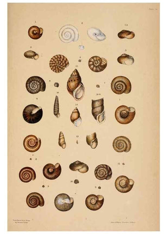 Reproducción/Reproduction 24721098282: A monograph of Australian land shells,. Sydney,W. Maddock; [etc., etc.]1868.
