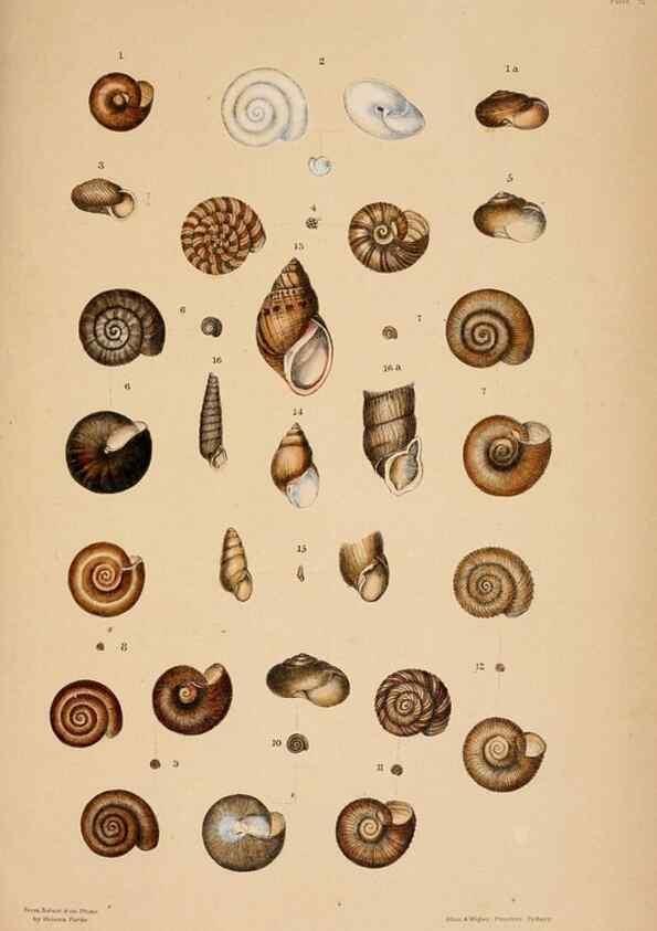Reproducción/Reproduction 24721098282: A monograph of Australian land shells,. Sydney,W. Maddock; [etc., etc.]1868.