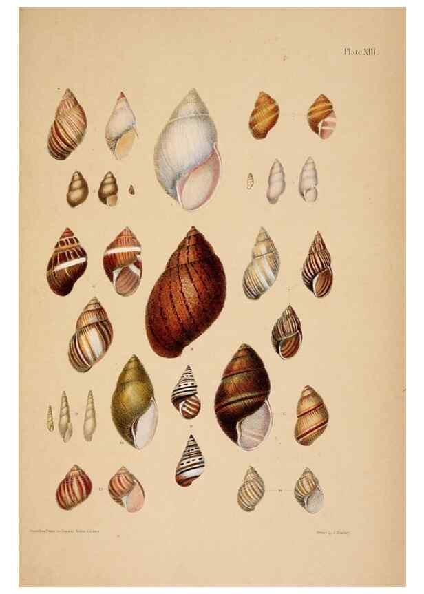 Reproducción/Reproduction 24471337279: A monograph of Australian land shells,. Sydney,W. Maddock; [etc., etc.]1868.