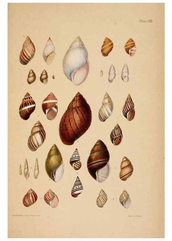 Reproducción/Reproduction 24471337279: A monograph of Australian land shells,. Sydney,W. Maddock; [etc., etc.]1868.