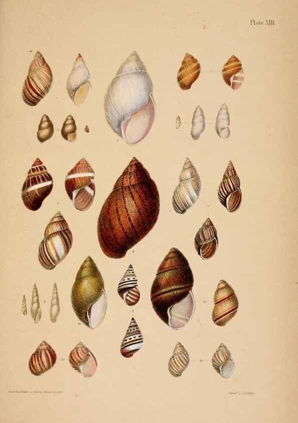 Reproducción/Reproduction 24471337279: A monograph of Australian land shells,. Sydney,W. Maddock; [etc., etc.]1868.