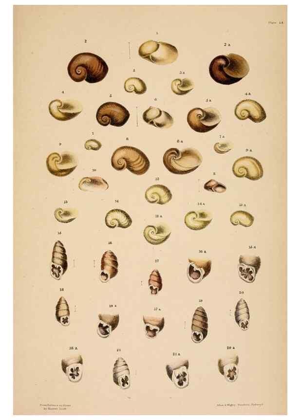Reproducción/Reproduction 24721103102: A monograph of Australian land shells,. Sydney,W. Maddock; [etc., etc.]1868.