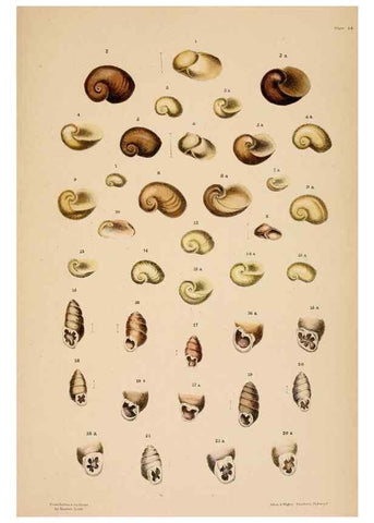 Reproducción/Reproduction 24721103102: A monograph of Australian land shells,. Sydney,W. Maddock; [etc., etc.]1868.
