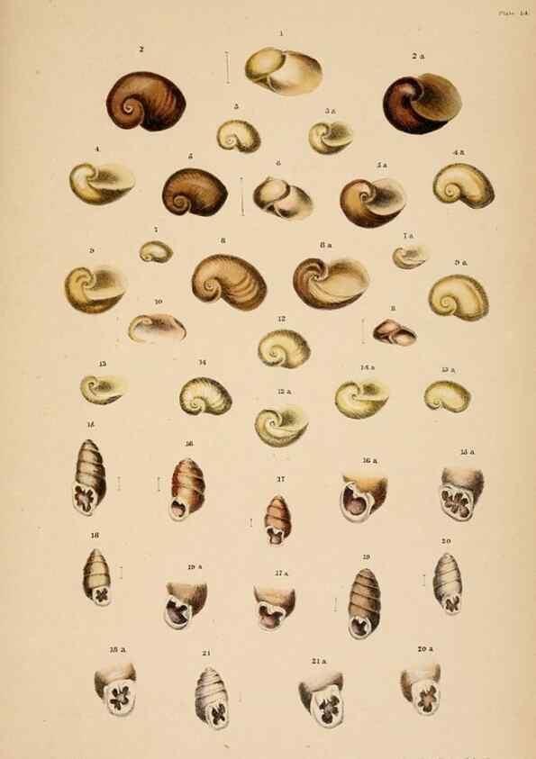 Reproducción/Reproduction 24721103102: A monograph of Australian land shells,. Sydney,W. Maddock; [etc., etc.]1868.