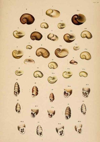 Reproducción/Reproduction 24721103102: A monograph of Australian land shells,. Sydney,W. Maddock; [etc., etc.]1868.