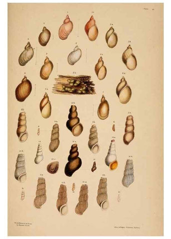 Reproducción/Reproduction 24812705056: A monograph of Australian land shells,. Sydney,W. Maddock; [etc., etc.]1868.