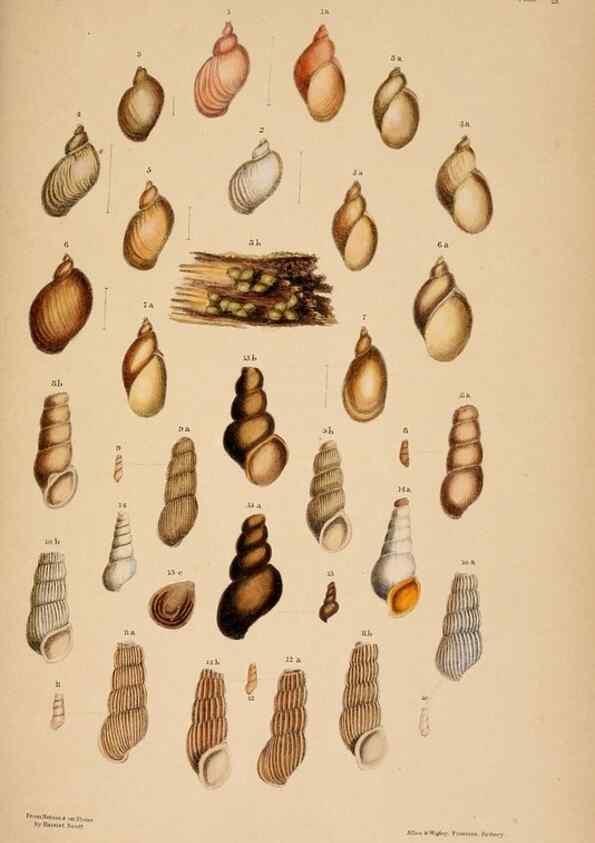 Reproducción/Reproduction 24812705056: A monograph of Australian land shells,. Sydney,W. Maddock; [etc., etc.]1868.