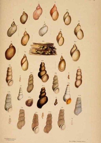 Reproducción/Reproduction 24812705056: A monograph of Australian land shells,. Sydney,W. Maddock; [etc., etc.]1868.