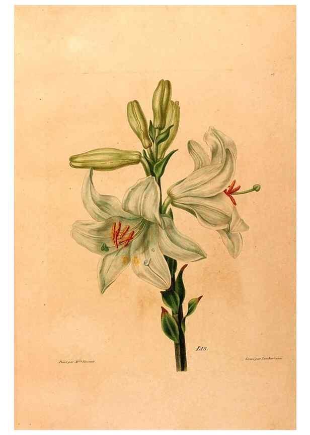 Reproducción/Reproduction 24839259935: Études de fleurs et de fruits :. Paris :Chez Bance aîné, Md. d'Etampes,[1820?]
