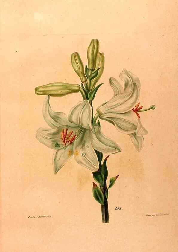 Reproducción/Reproduction 24839259935: Études de fleurs et de fruits :. Paris :Chez Bance aîné, Md. d'Etampes,[1820?]